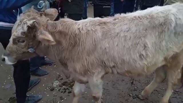 Гулистон молбозори