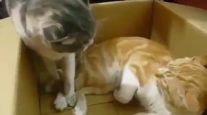 Коты дерутся за территорию