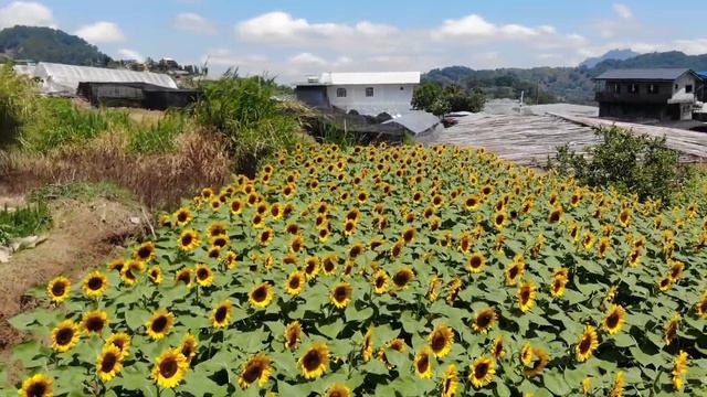 BAHONG SUNFLOWER FARM