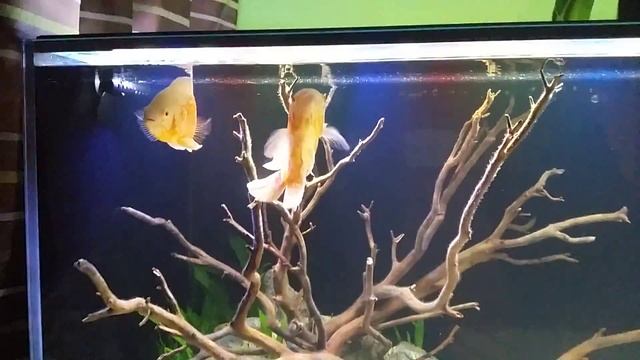 Astronotus ocellatus albino 750 liters смотреть онлайн