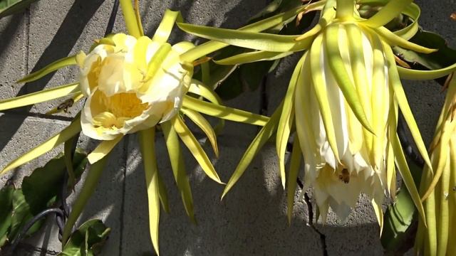 How to Grow Dragon Fruit Hand Pollinate - TIPS on Care Propagate & Growing TONS from 1 Tiny Cutting смотреть онлайн