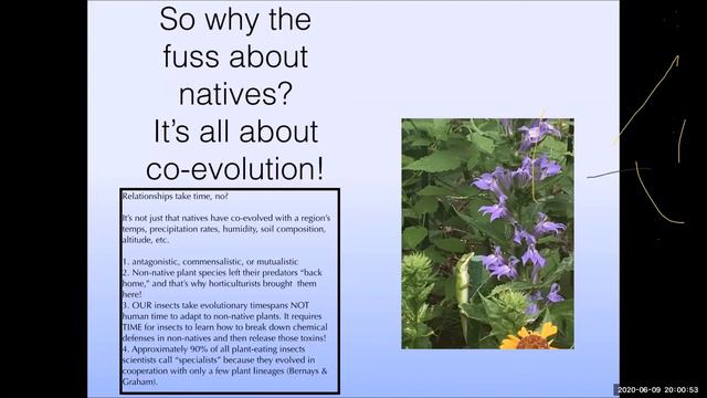 Native Plants for Birds смотреть онлайн