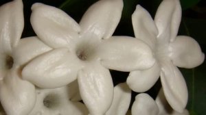 СТЕФАНОТИС (мадагаскарский жасмин) – секреты выращивания в домашних условиях.