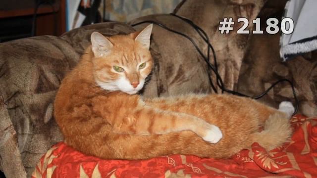 #2180. Коты (В мире животных) смотреть онлайн