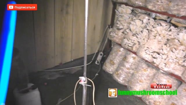 купить грибы вешенка штамм М5, Р80, Р77, Бурштын, Ивано-Франковская область смотреть онлайн