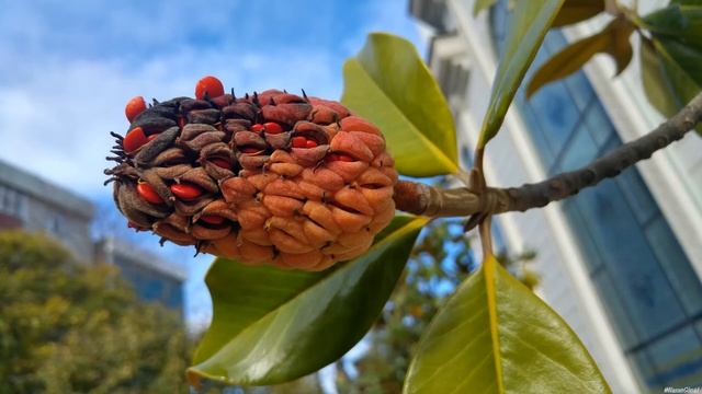 Kocaeli Gebze'de Tarihi Camiler ve Diğer Tarihi Yerler смотреть онлайн