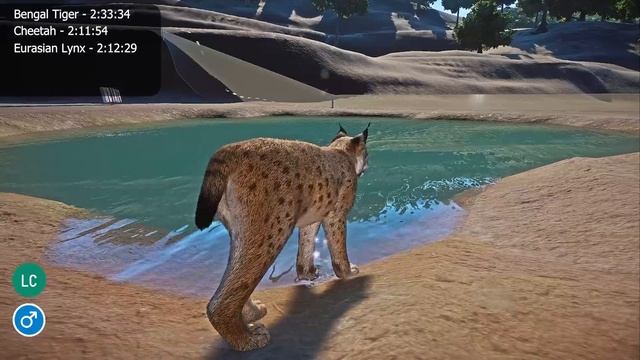 Big Cats Category Speed Races in Planet Zoo included Eurasian Lynx, Tiger, Lion, Cheetah смотреть онлайн
