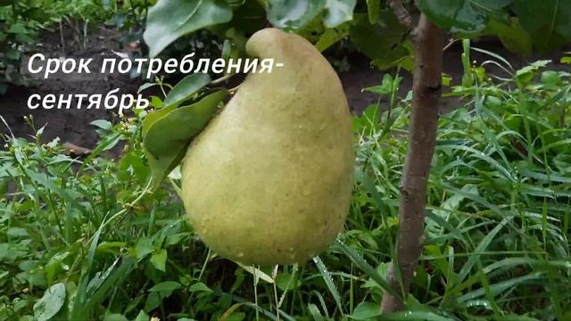 Груша NJO как выглядит смотреть онлайн