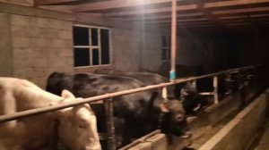 Откорм быков. Бизнес идея. Стойт ли заниматься