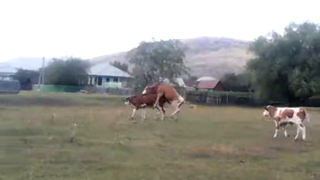 Спаривание молодых смотреть онлайн