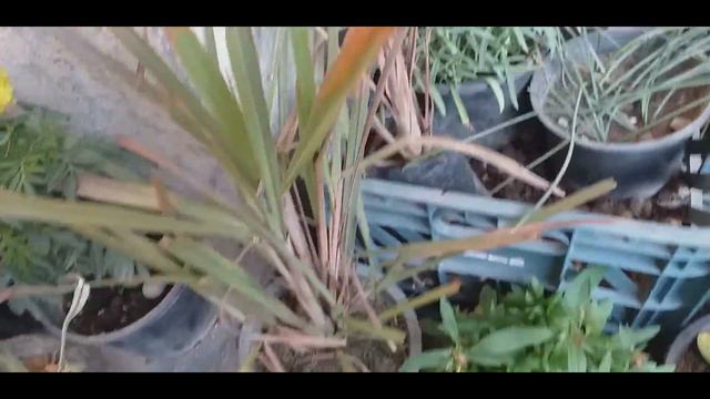 new purchase from the NURSERY / sharing my new plants смотреть онлайн