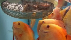 Корм и кормление дискусов