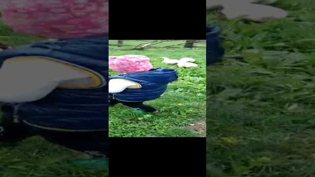 VID-20220617-WA0001.mp4 смотреть онлайн