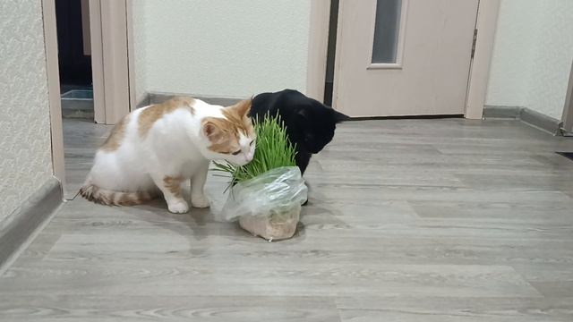 Кузя смотреть онлайн