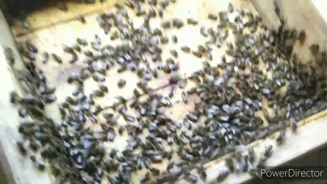 Альпийский улей. Высокое дно.. смотреть онлайн