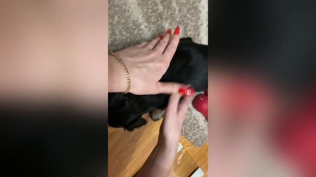 Купили собаку! Моя первая собачка! Щенок цвергшнауцера чёрный с серебром! смотреть онлайн