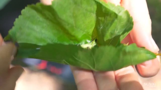 SALVANDO A LOS PÁJAROS BEBÉS смотреть онлайн