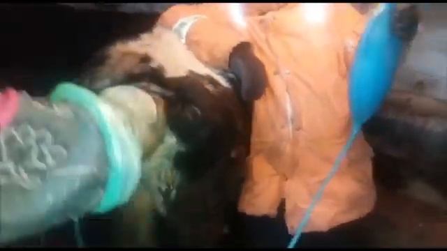 Задержание последа у коров, осложнения после родов смотреть онлайн