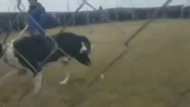 itlar jangi смотреть онлайн