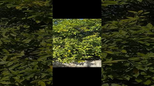 Дерево Дружбы смотреть онлайн