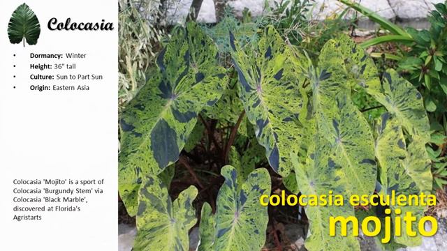 40 JENIS-JENIS COLOCASIA PART 2 смотреть онлайн