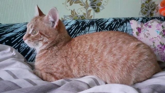 Котик взбивает себе подушечку? смотреть онлайн