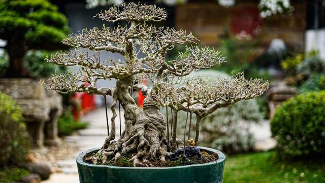 Vietnamese beautiful bonsai works from the forum Tác phẩm bonsai đẹp Việt Nam part 7 смотреть онлайн