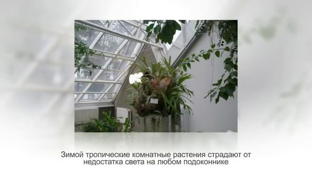 Комнатные растения для СЕВЕРНЫХ окон смотреть онлайн
