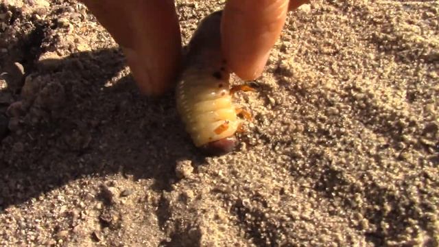 Rhino Beetle Larva смотреть онлайн