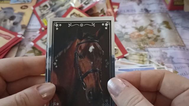 Обзор наклеек от Panini. Самые красивые лошади мира. #2 смотреть онлайн