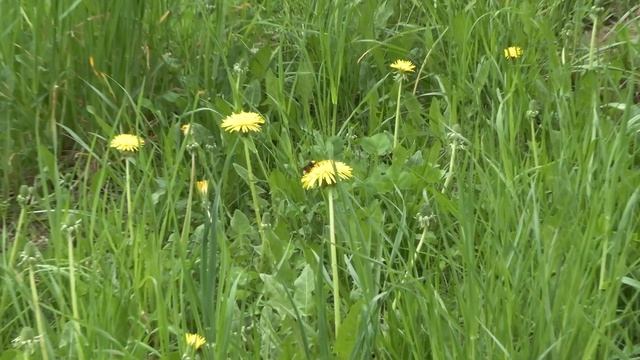 Canon HF G50 test zoom (4k video) смотреть онлайн