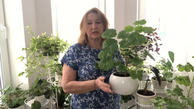 Зимний уход за комнатными растениями смотреть онлайн