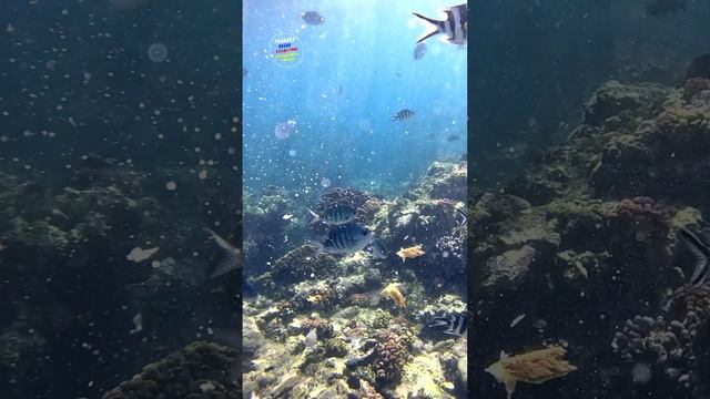 Подкормил полосатиков. Маврикий.
Индийский океан.