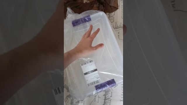 ??#рекомендации #змея #рептилии #snake #рептилия #змеявруках #reels #эублефар смотреть онлайн