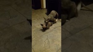 Если кошка издаёт такой крик, то вязка между ними прошла удачно.