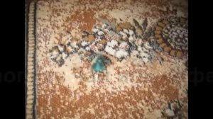 Как очистить от зеленки ковёр без спец средств.