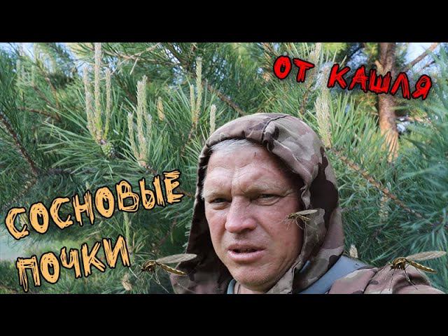 Лучшее средство от кашля Сосновые почки Прогулка в лесу с Алабаем смотреть онлайн