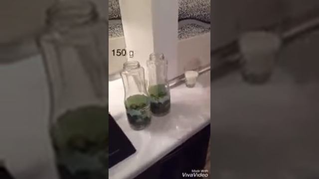 Feijoa comp- Feyxoa kampotu смотреть онлайн