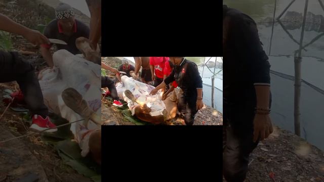 BUNDA EVA DWIANA BERI KURBAN KE REKOM BERKAH BANDAR LAMPUNG SEEKOR SAPI. смотреть онлайн