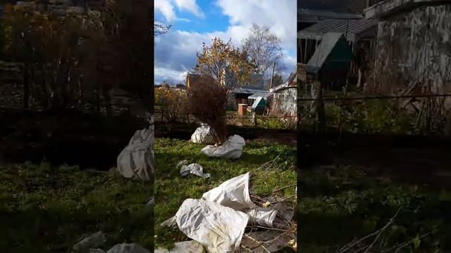 Пересадка крупномерных кустов жимолости на новый участок смотреть онлайн