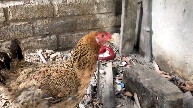 Красная кобра! смотреть онлайн