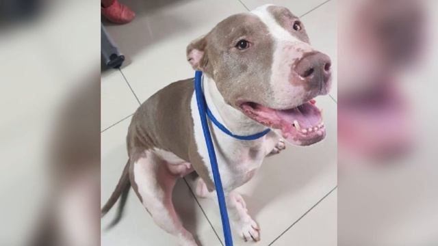 Хозяева подвесили пса на цепь.. На это просто невозможно смотреть! смотреть онлайн