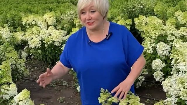 ЛАЙМ ЛАЙТ, САНДЕЙ ФРАЙЗ, ДАЙМОНД РУЖ смотреть онлайн