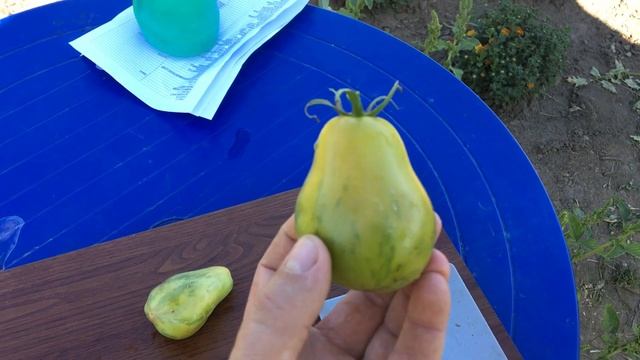 ПОМИДОР СО ВКУСОМ КИВИ. Сорт Тигровая Груша