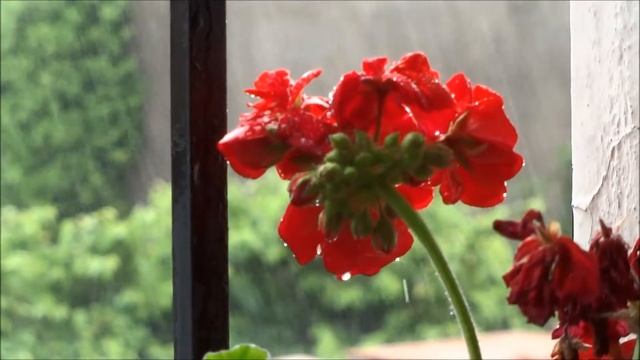 Video Test Camera Sony WX80 смотреть онлайн