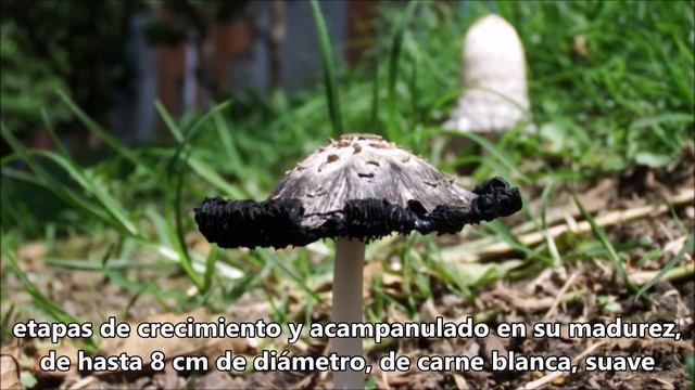 Vivoteca 47 Hongo de la Tinta Coprinus comatus смотреть онлайн