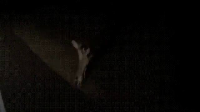 Зайцы бьются.Прикол смотреть онлайн