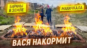 Запекаю 12 баранов в земле. Кормлю людей в Махачкале