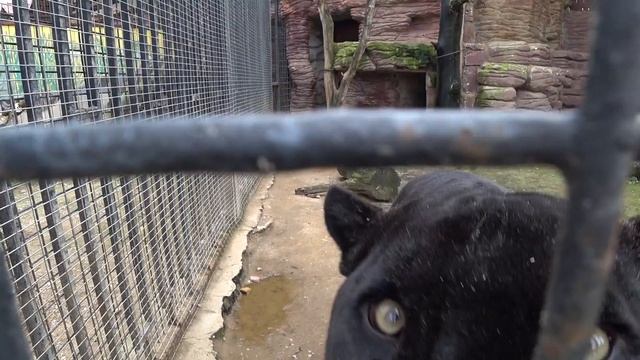 Минский Зоопарк. Дельфинарий "Немо" смотреть онлайн