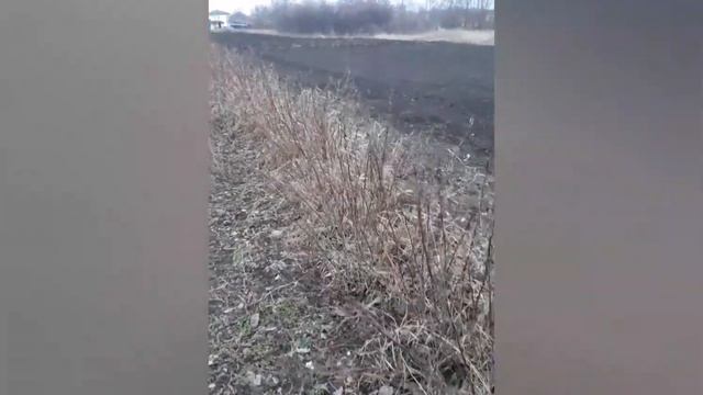 Зимний видео обзор,.. Ремонтантной Малины Польки ???? смотреть онлайн